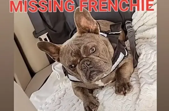 Help Find Our Lost French Bulldog!