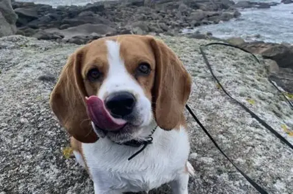 Chien perdu Plouguin, photo : Beagle perdu à Plouguin : Roucky, 6 ans