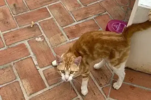 Gato Europeo Naranja y Blanco...