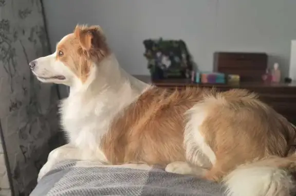 Help Find Coco: Missing Border...