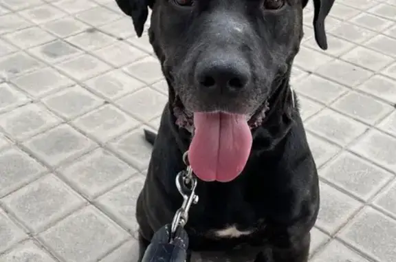 ¡Ayuda! Perrita negra perdida en Madrid