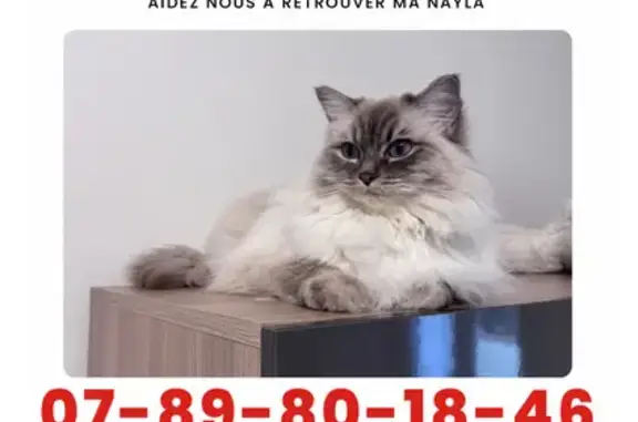 Chat perdu, La Crau, photo: Chatte sacrée perdue, La Crau, yeux bleus
