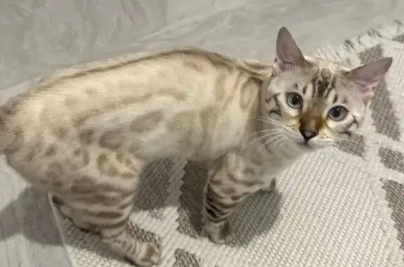 Chat Bengal snow lynx perdu à Marignane - photo