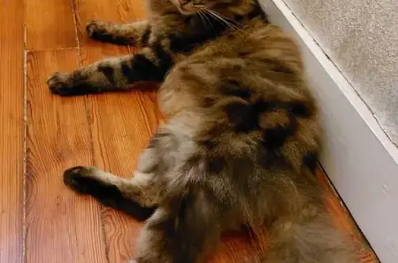 Chatte tigrée disparue à Mont-de-Marsan - photo