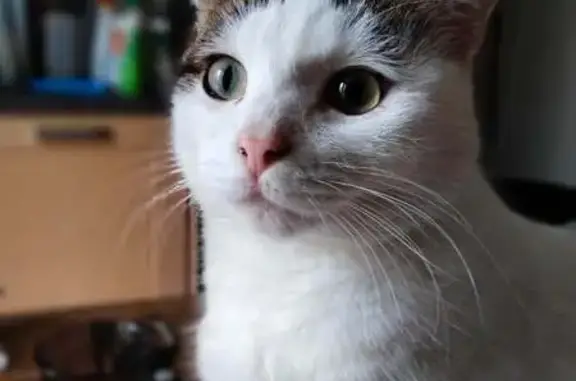 Chat mâle perdu à Seynod, collier gris - photo
