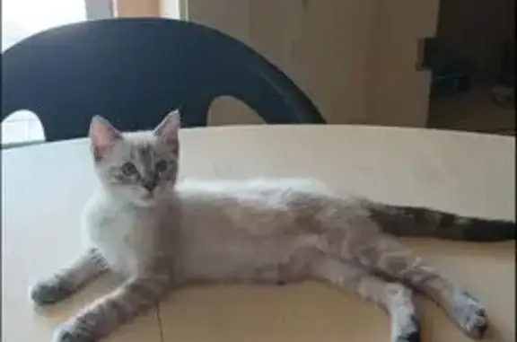 Animaux perdus Montpellier, photo: Chatte beige perdue à Montpellier