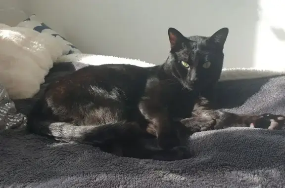 Chat perdu, Gonesse, photo: Chat noir Keria disparu à Gonesse