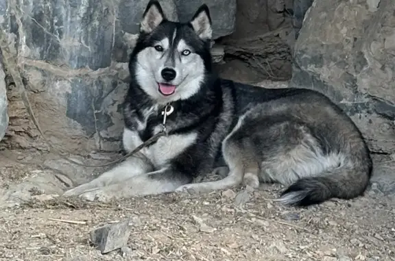Lost Energetic Husky on Grassland Dr.