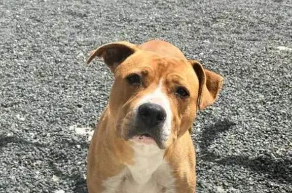 Chien perdu à Guercheville, pucé, 3 ans - photo
