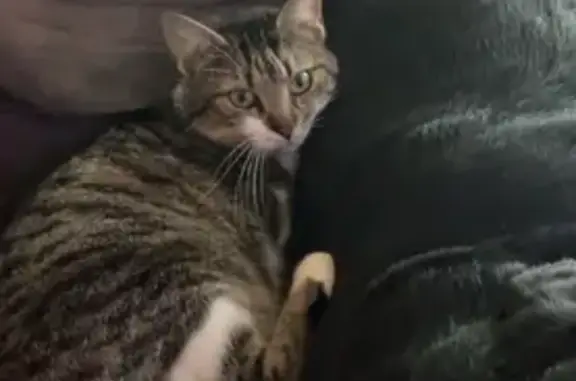 Animaux perdus , photo: Chat tigré perdu, oreille coupée, Isle-sur-Marne