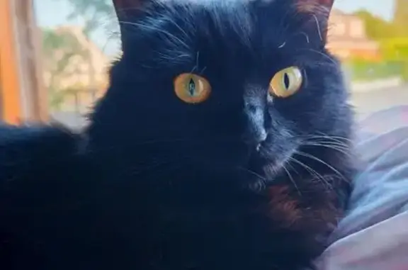 Chatte perdue : Blackie, noire, craintive - photo