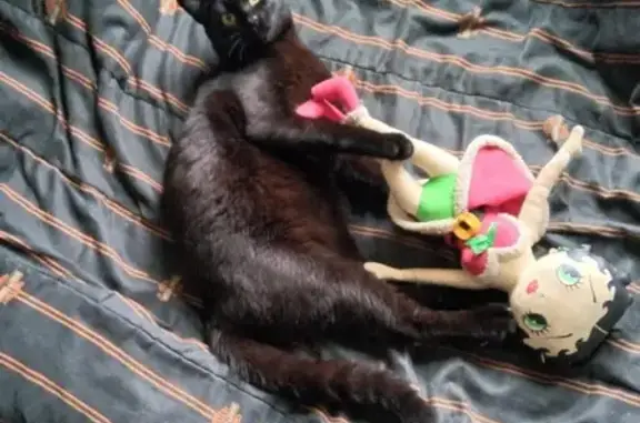 Lost Cat: Zorri, Fast & Lovable, Carson