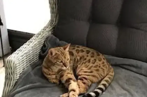Chat perdu, Mimizan, photo: Chatte bengal perdue à Mimizan