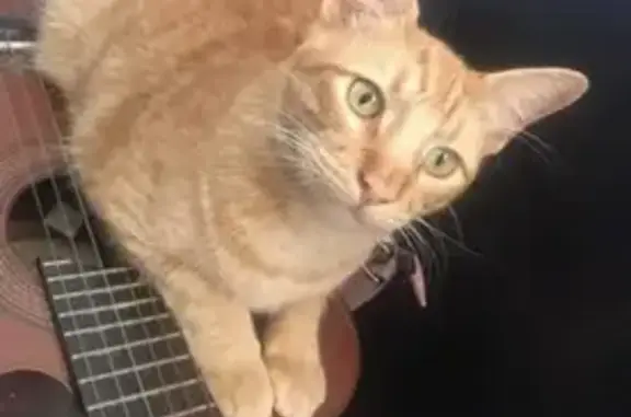 gato desaparecida
