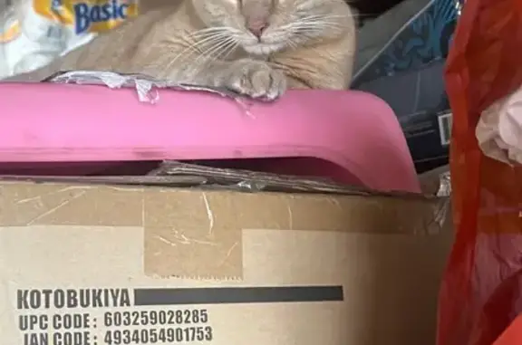 Lost pets Monterey Park, photo: Lost Orange Cat on Harrison Road