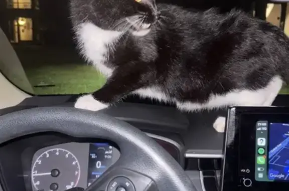 Lost and found pets Marietta, photo: Chill Found Cat on Whitlock Ave NW
