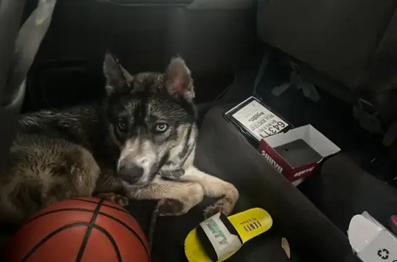 Found: Female Siberian Husky in Chicago