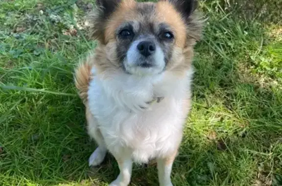 Chihuahua 12 ans perdue à Fontainebleau - photo