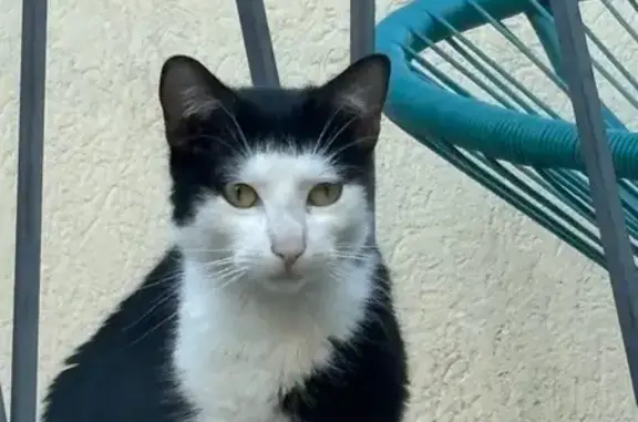 Animaux trouvés Sens, photo: Chat trouvé Rue Saint-Exupéry, Sens