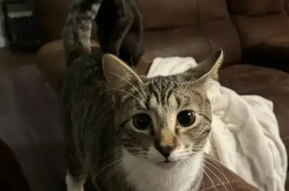 Help Find Our Friendly Grey Tabby Cat!