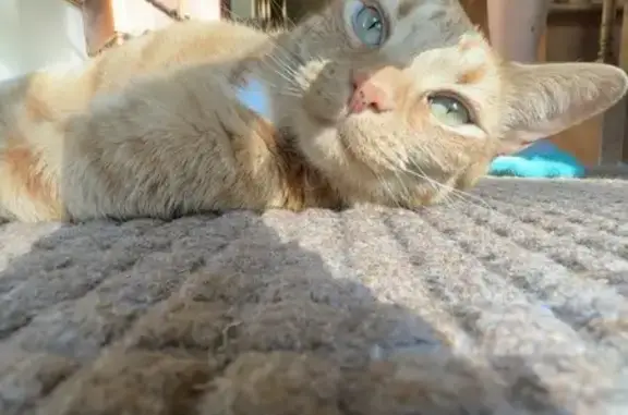Lost Orange Tabby: Help Find in Jamestown
