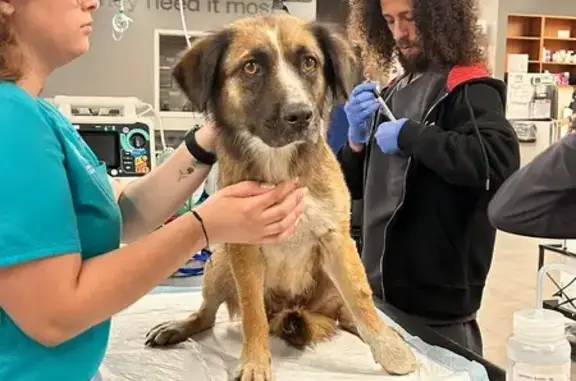 Friendly Found Dog: Miami, NW 32nd Ave