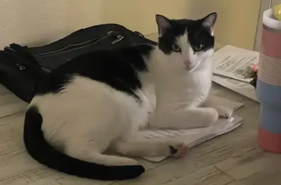 Lost and found pets Parker, photo: Lost: Friendly Black & White Cat, Loki