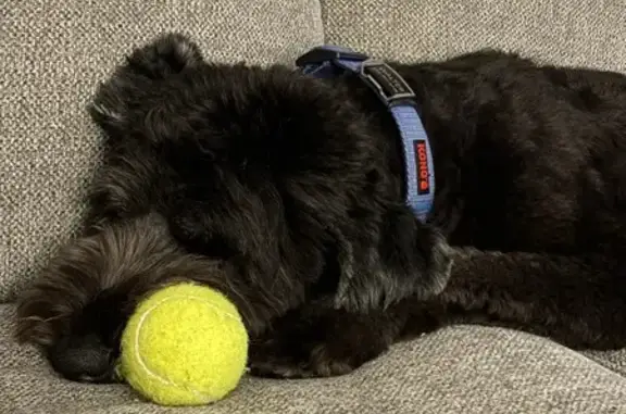 Lost and found pets Canonsburg, photo: Lost Black Doodle: White Patch, Blue Collar