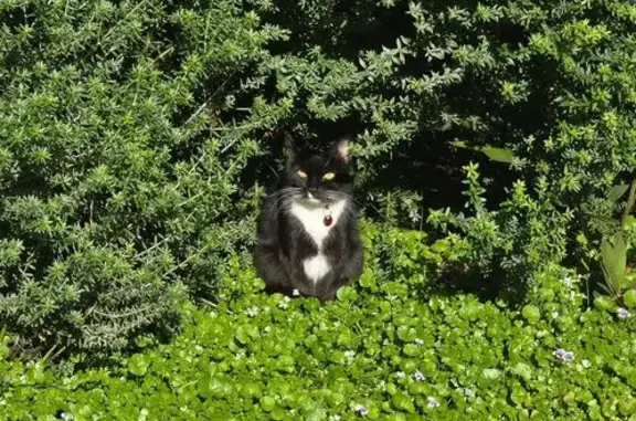 Lost Tuxedo Cat Missy in Ryde Area