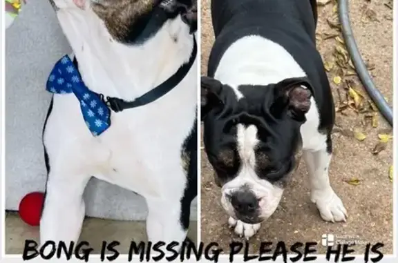 Lost Dog Alert: Lippizaner Drive 18603