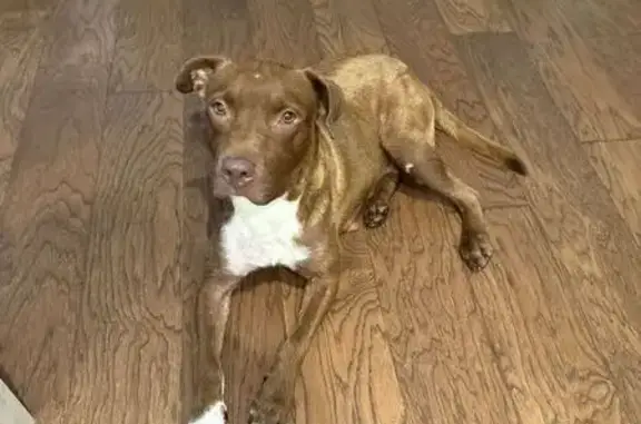 Found dog North Little Rock, photo: Found: Sweet Pit Mix, Needs Home & Care