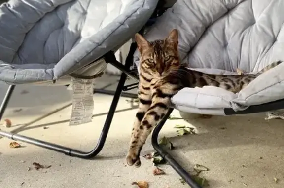 Help Find Stefan: Lost Bengal in Sacramento