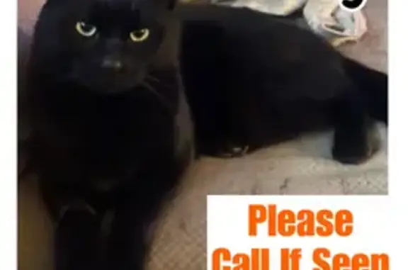Lost Black Cat: Ozzy Missing in Hicksville
