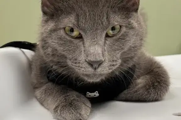 Lost pets Florissant, photo: Lost Charcoal Grey Cat on Lindbergh Blvd