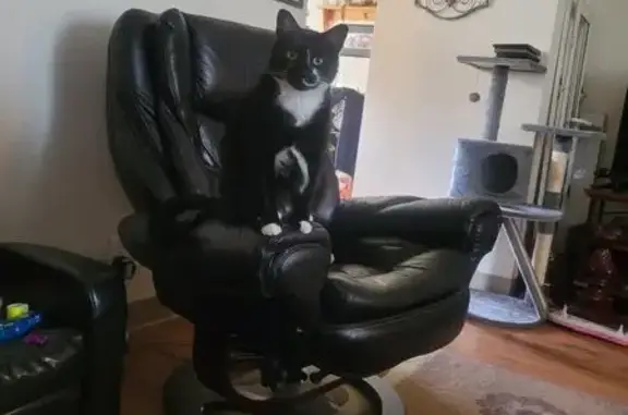 Lost pets Eugene, photo: Lost Tuxedo Cat on Willakenzie Rd, Eugene