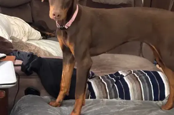 Lost Red Doberman: Skittish & Chipped