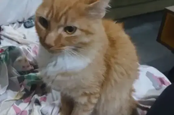 gato encontrada