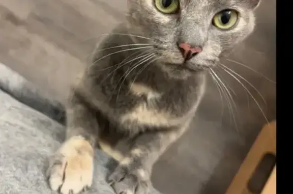 Lost Cat: Small Grey Tortie in Milwaukee