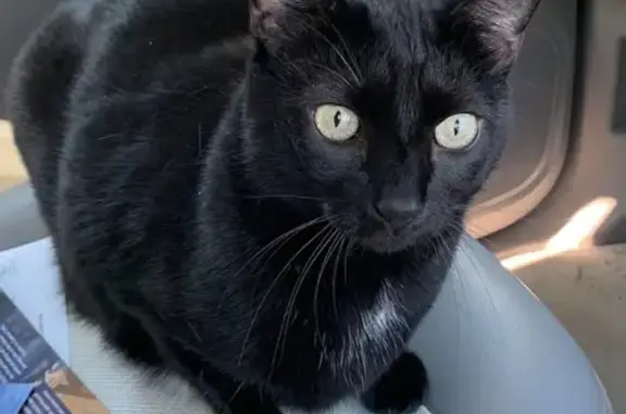 Missing: Black Cat with White Patches