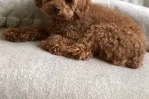 Lost Golden Dog w/ Black Harness in Houston