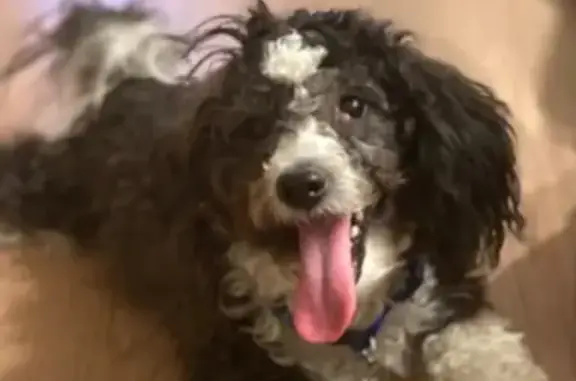 Lost Black-Haired Poodle in Phoenix