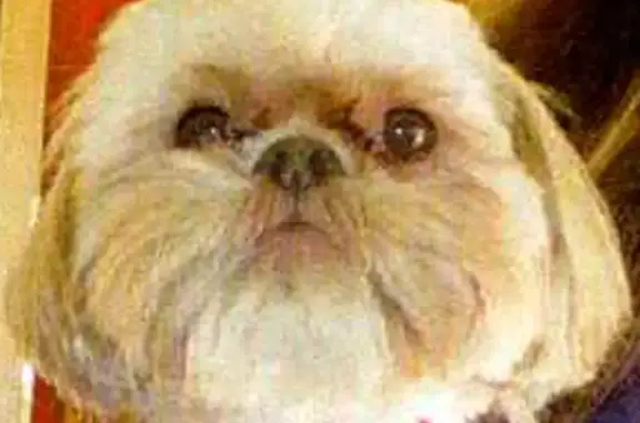 Missing dog Coachella, photo: Lost Senior Tricolor Dog: 6th St, Coachella