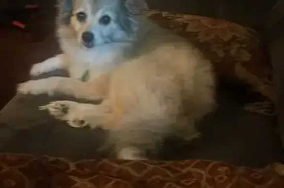 Lost Pomeranian Chihuahua in Little Rock