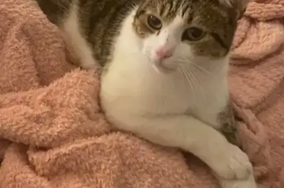 Chat mâle 2 ans perdu à Saint-Quentin - photo