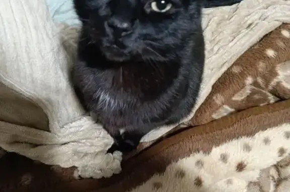 Se Busca: Gato con Colmillo Roto en Santa Coloma