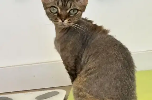 Se busca: Gato perdido en Madrid