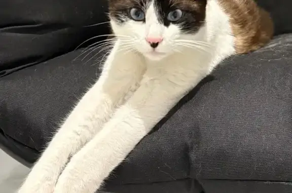 Se Busca: Gato Siamés Cariñoso Perdido