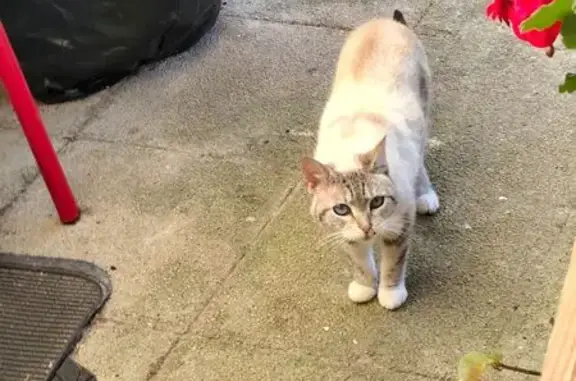 Chat trouvé Lanester, photo: Chat trouvée miaule pour manger, Lanester