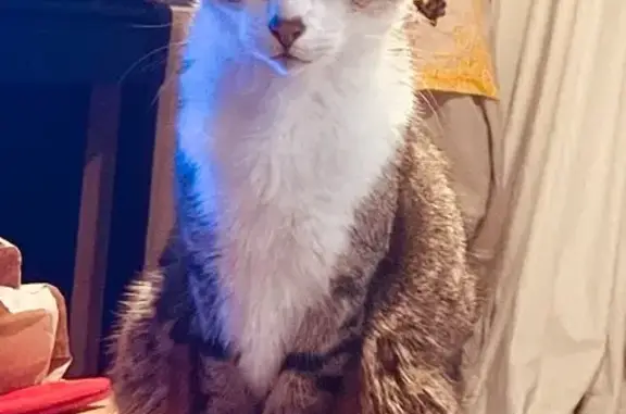 Animaux perdus Toulouse, photo: Chat perdu, craintif, Toulouse Renoir