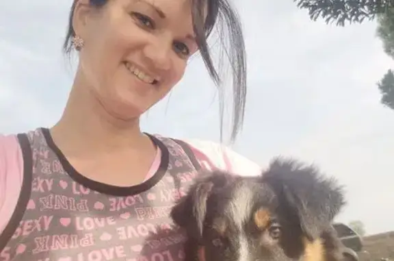 ¡Perro Border Collie Perdido en Castellón!